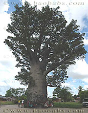 Adansonia za